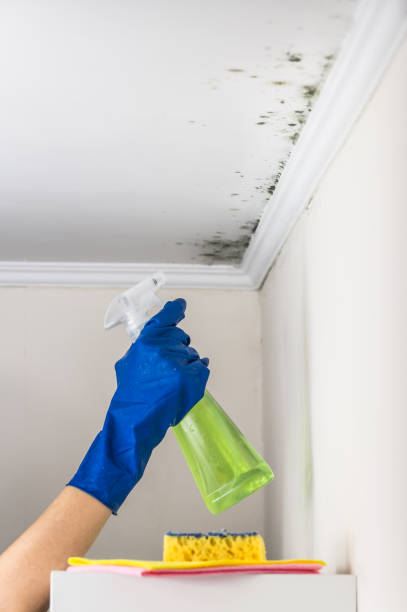 Best Residential Mold Removal  in Vevay, IN
