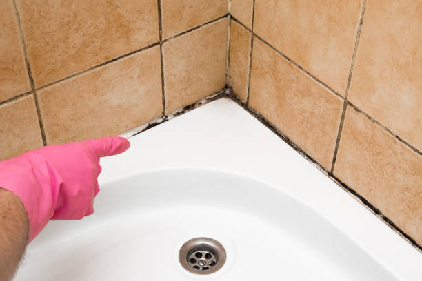Best Black Mold Removal  in Vevay, IN